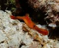 Donald Duck Shrimp